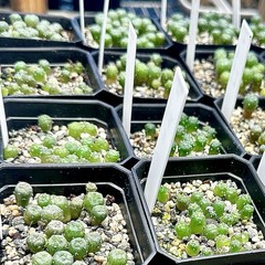 SEEDS (10pk) W Var. Presidio County X10 (Ten) US SELLER Cactus Mexico
