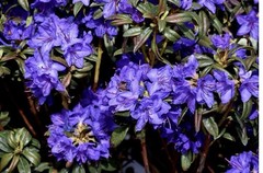 Blue Baron Rhododendron~Well Rooted Starter Plant