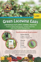 Green Lacewing Eggs in Rice Hulls – 1,000 Count – Aphid Exterminator