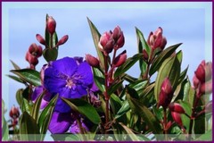 ~~ Ecuador Purple Princess Glory Bush Plant~~Tibouchina Lepidota grandifolia~~