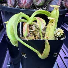Nepenthes Maxima Wavy – Seed Grown Genetically Unique Easy Care Big Pitchers