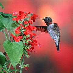500+ Sage – RED SCARLET – SALVIA ——- Perennial —- Hummingbirds