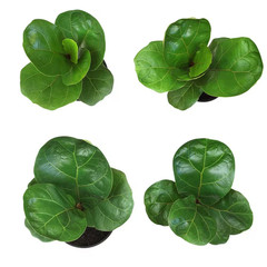 4.25 In. FICUS LYRATA – Fiddle Leaf Fig Houseplants (4-Pack)