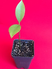 Lemon Drop Mangosteen Garcinia Intermedia Yellow Tropical Fruit Tree Plant