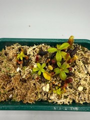 Nepenthes Harryana Specimens Sg (READ DESCRIPTION)