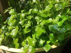 5000+ Crab Claw Seeds – Rau Cang Cua – Shiny Bush Seeds AKA. Peperomia Pellucida