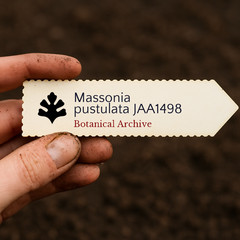 Massonia pustulata JAA1498 SEEDS – Massonia | Pustulate massonia