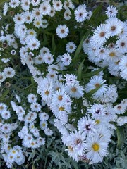 5 Bare Root Fall Aster Perennial White/ Yellow Freshly Dug For Immediately Plant
