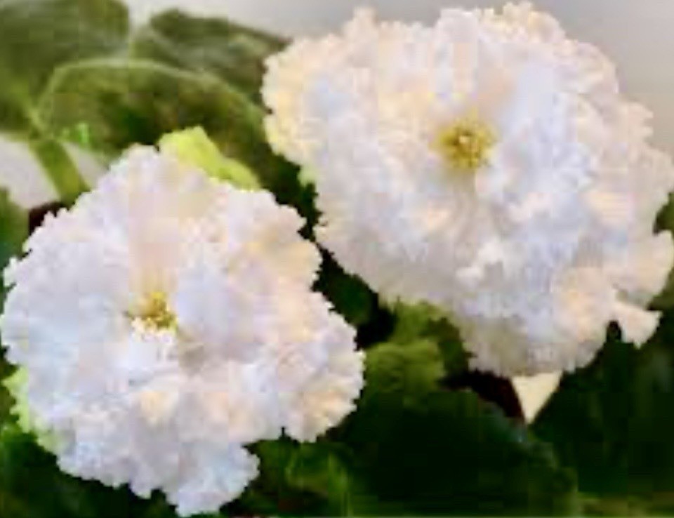 African Violet Plant EK Sugar Rose Starter