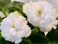 African Violet Plant EK Sugar Rose Starter
