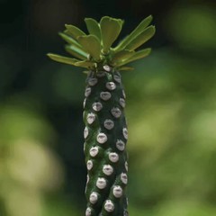 8CM Succulent Cactus Plant Euphorbia Royleana Spineless Euphorbiaceae Beautiful