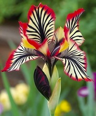 50 Iris Seeds Tricolor Flower Plant (much less money than bulbs)