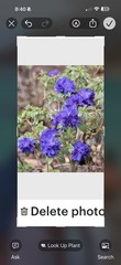 Blue Baron Rhododendron~Well Rooted Starter Plant