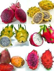 ULTRA RARE DRAGON FRUIT CUTTINGS – MULTIPLE VARIETIES – 8″ – 12: SIZE