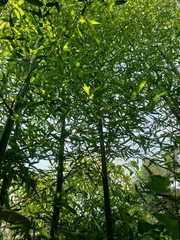 Chinese Timber Bamboo Phyllostachys Vivax Rhizome Fast Growing