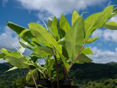 2 Shampoo Ginger Rhizomes (Zingiber Zerumbet) Awapuhi Kuahiwi for planting