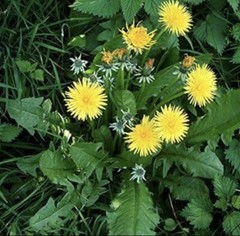 10+ Dandelion plants Wild Organic Non GMO Heirloom