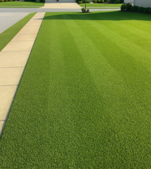 30,000 Premium Centipede Grass Seeds with moisture retaining coating