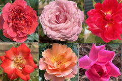 20 EXOTIC RARE ROSE SEEDS home garden flower plant bush diy sun Rosas hybrid tea