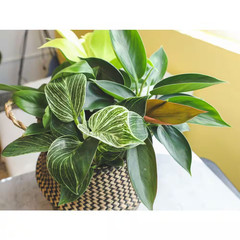 4.25 In. Philodendron Assortment (4-Pack)