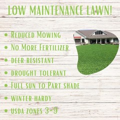 Micro Clover Seed, Organic Coated, Eco-Friendly, Low Growing, Low Maintenance