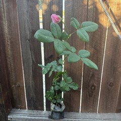 Pink Flowering Rose Live Potted Plant Outdoor Full Sun Shrub 1 Pack