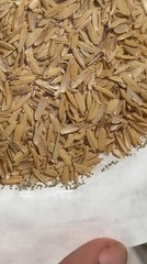 Green Lacewing Eggs in Rice Hulls – 1000 Count – Aphid Exterminator