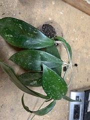 Hoya pubicalyx 1 Year Old plant well rooted, sent in container