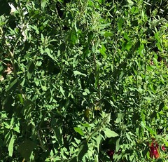 FRESH SEEDS Organic Lamb’s Quarters Chenopodium Album~Wild Spinach~Goose Foot