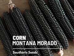 Corn, Morado Montana Maize – 25 Seeds – Heirloom Vegetable (Zea mays)