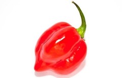 30 SEEDS OF HABANERO ROJO SAVINA RED CHILE 100% GUARANTEED VERY SPICY