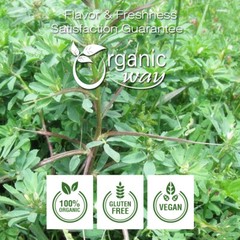 Organic Way Fenugreek Methi Seeds Whole – Kosher & USDA Certified (1LBS / 16Oz)