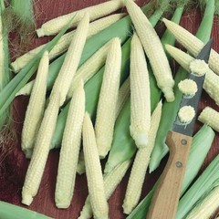 Japanese Hulless Popcorn Corn Seeds | White Baby Corn | Free Shipping | 1110