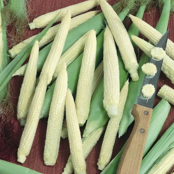 Japanese White Hulless Popcorn Corn Seeds | White Baby Corn | Free Ship | 1110