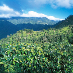 100% Jamaican Blue Mountain Coffee Beans Dark Roasted Daily 2 to 10 Pounds