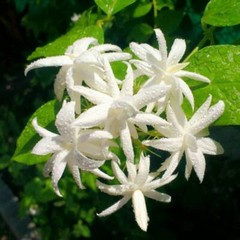 BELLE OF INDIA JASMINE~~Jasminum Sambac Double~Starter Plant~ Intensely Fragrant