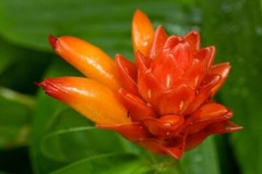 Spiral Ginger Rhizomes (Costus barbatus) Lot of 3 Rhizomes