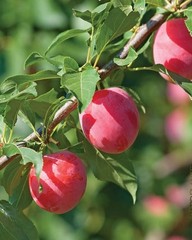 1 Dormant American plum starter plant, flowering fruit shrub/tree .Zones 3-8.