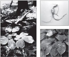 American Ginseng Seeds Stratified Panax quinquefolius