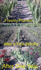 Tall Bearded Iris Reblooming Pink Attraction Freshly Dug 1 Rhizomes