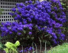 Blue Baron Rhododendron~Well Rooted Starter Plant