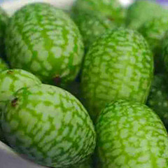 20 CUCAMELON SEEDS MOUSE MELON VEGETABLE SUPERIOR CUCUMBER HEAT DROUGHT NON-GMO