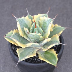 8CM Succulent Agave Plant Agave Parrasana Raiko Nishiki Variegated Home Garden