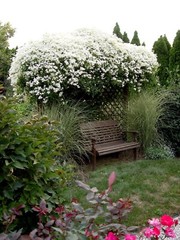 1-Year Roots Sweet Autumn Clematis (Virginsbower Clematis Paniculate Terniflora)