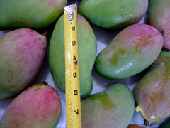 10 BIG Fresh South Florida Mangos VALENCIA PRIDE FRESH ORGANIC FRUIT