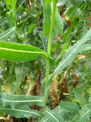 Wild Opium Lettuce Lactuca Virosa 25 Seeds Organic Methods Garden NON GMO MD USA