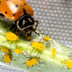 NaturesGoodGuys – Live Ladybugs – General predators