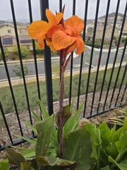 Canna Lily Wyoming Rhizomes – Orange Blooms, Burgundy Foliage – 2-Rhizomes