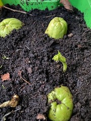 Mirliton Chayote Pear Squash Sechium edule Edible – 1 Whole Fruit for Growing