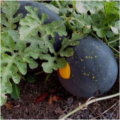 Moon & Stars Watermelon Seeds For Planting “Van Doren” (Citrullus lanatus)